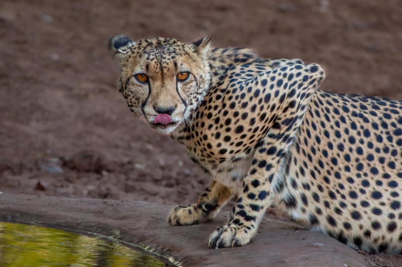 Mopane Bush Lodge Linton Dış mekan fotoğraf